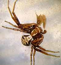 Xysticus bifasciatus