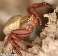 Xysticus bifasciatus