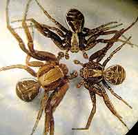 X. bifasciatus, acerbus, kochi