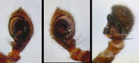 Xysticus luctator