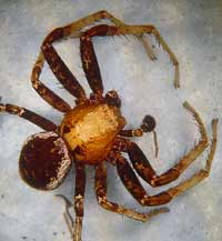 Xysticus luctator