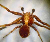 Xysticus luctator