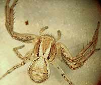 Xysticus cristatus