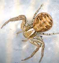 Xysticus cristatus