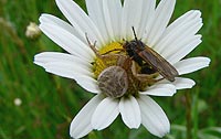 Xysticus cristatus