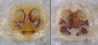 Xysticus cristatus