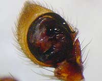 Xysticus erraticus