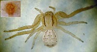 Xysticus erraticus