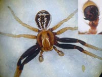 Xysticus erraticus