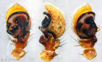 Xysticus gallicus