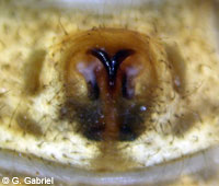 Xysticus gallicus