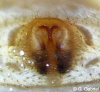 Xysticus gallicus