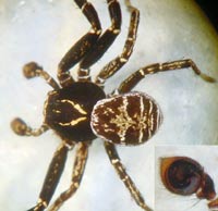 Xysticus kempeleni