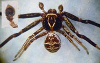 Xysticus kempeleni