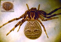 Xysticus kempeleni