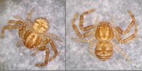 Xysticus kempeleni