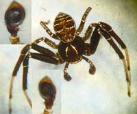 Xysticus kempeleni