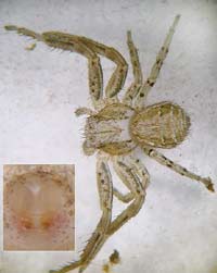 Xysticus kochi