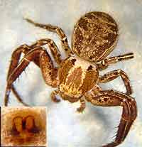 Xysticus kochi