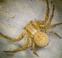 Xysticus kochi