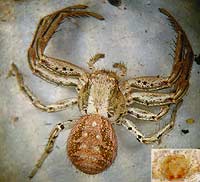 Xysticus kochi