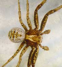 Xysticus kochi