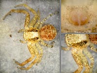 Xysticus lanio