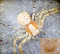 Xysticus lanio