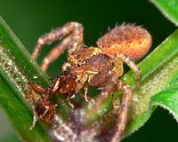 Xysticus lanio