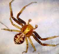 Xysticus lanio