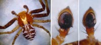 Xysticus lanio