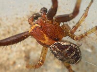 Xysticus lanio
