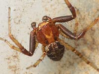 Xysticus lanio