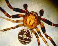Xysticus lineatus