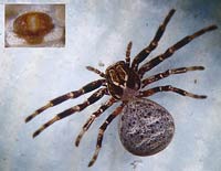 Xysticus lineatus