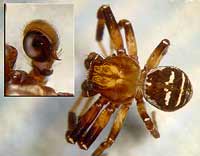 Xysticus lineatus