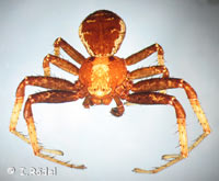 Xysticus luctator