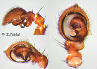 Xysticus luctator