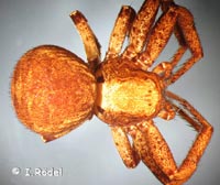 Xysticus luctator