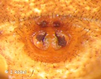 Xysticus luctator