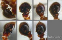 Xysticus luctator