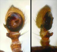 Xysticus luctuosus