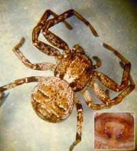 Xysticus luctuosus