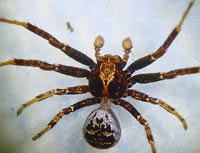 Xysticus luctuosus