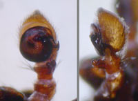 Xysticus luctuosus