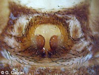 Xysticus luctuosus