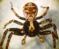 Xysticus luctuosus