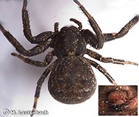 Xysticus robustus
