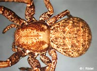 Xysticus robustus