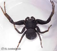 Xysticus robustus